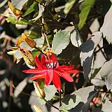 Costa Rica20150329-1451-0365